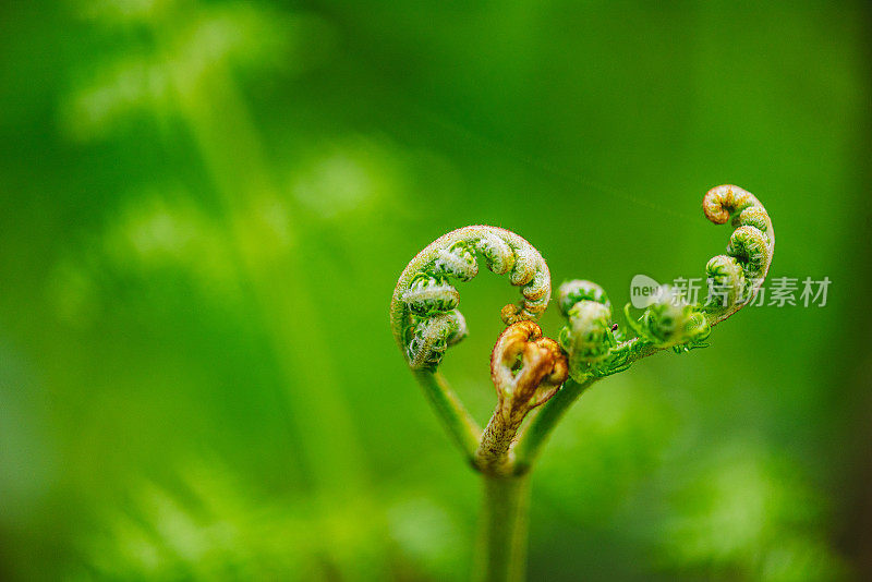 蕨类植物的Macrophotography Shots